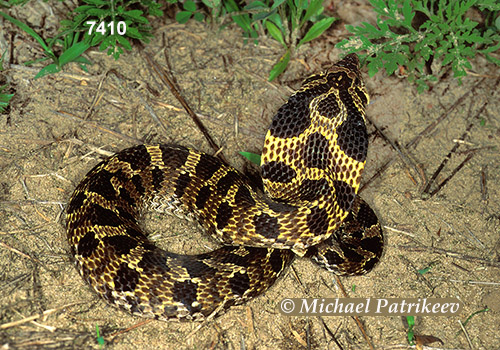 Eastern Hognose Snake (Heterodon platirhinos)